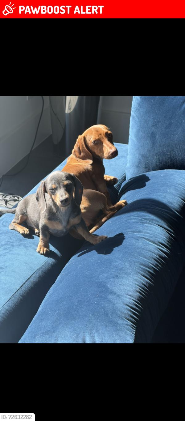 Lost Female Dog last seen Wellesley loop , Shavano Park, TX NULL