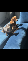 Lost Female Dog last seen Wellesley loop , Shavano Park, TX NULL