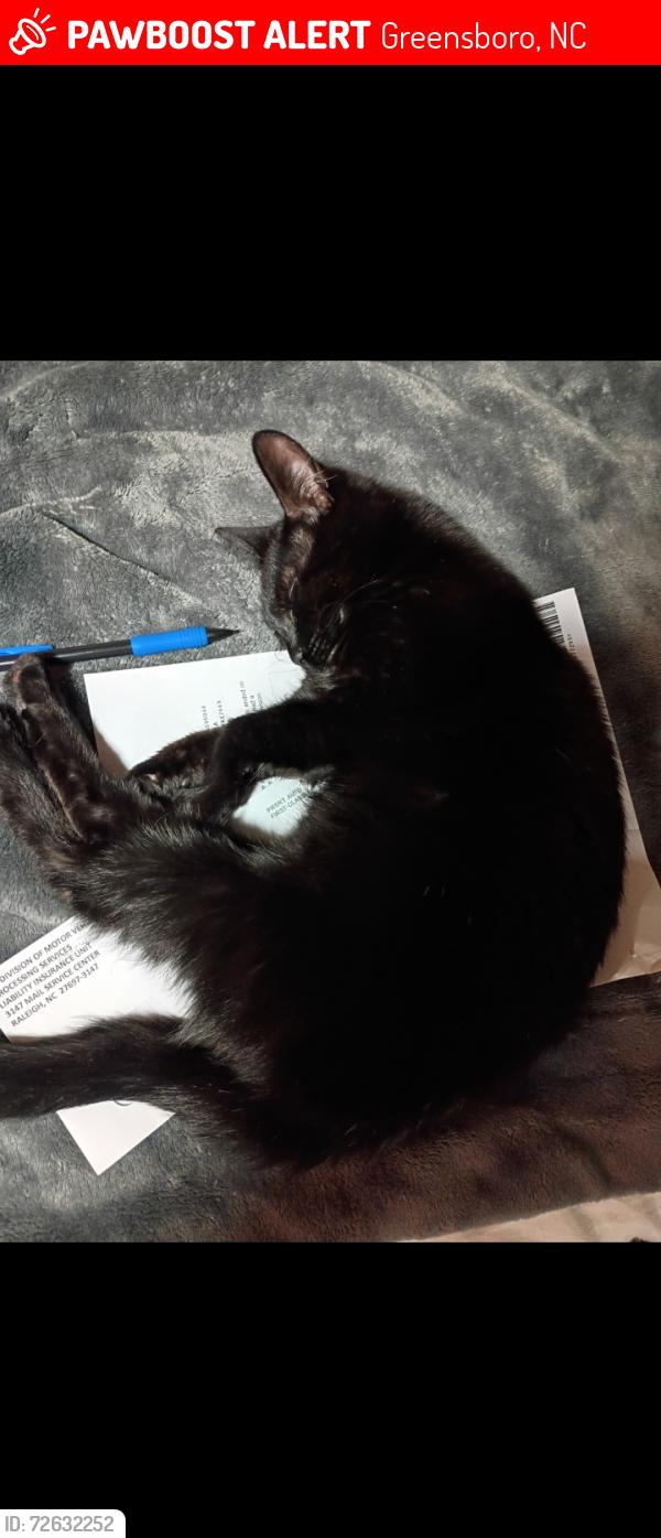Lost Female Cat last seen Stanley Road, Greensboro, NC 27407