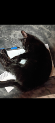 Lost Female Cat last seen Stanley Road, Greensboro, NC 27407