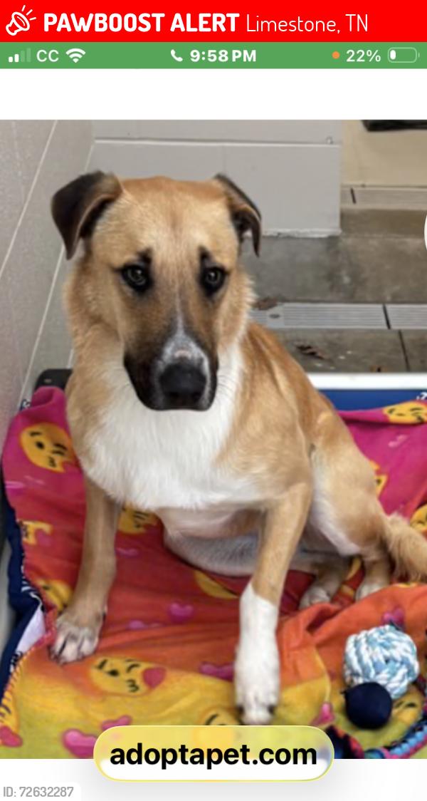 Lost Male Dog last seen Bowman Town Rd, Limestone, TN 37681