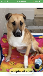 Lost Male Dog last seen Bowman Town Rd, Limestone, TN 37681