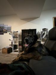 Lost Male Dog last seen Bolivar Missouri, Bolivar, MO 65613