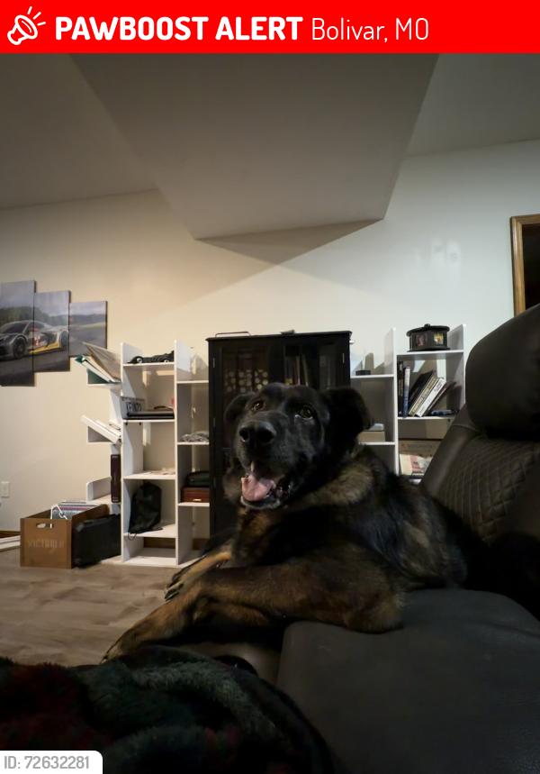Lost Male Dog last seen Bolivar Missouri, Bolivar, MO 65613