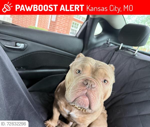 Lost Male Dog last seen He was in my apmt complex , Kansas City, MO 64133