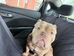Lost Male Dog last seen He was in my apmt complex , Kansas City, MO 64133