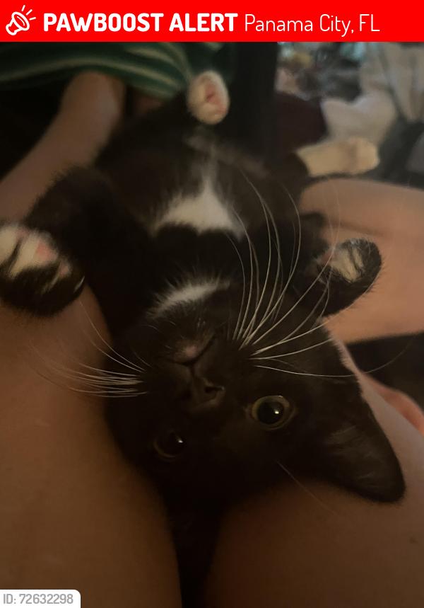 Lost Male Cat last seen Cove , Panama City, FL 32401