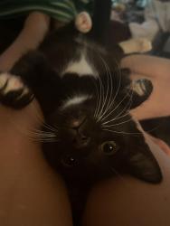 Lost Male Cat last seen Cove , Panama City, FL 32401