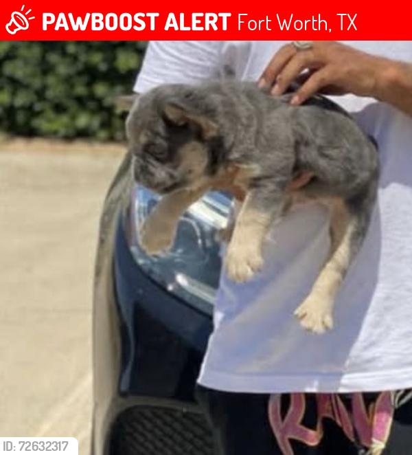 Lost Male Dog last seen Crowley rd and altmesa, Fort Worth, TX 76133