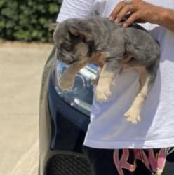Lost Male Dog last seen Crowley rd and altmesa, Fort Worth, TX 76133