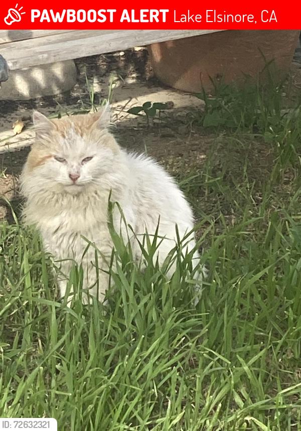 Lost Male Cat last seen Main St, Lake Elsinore, CA 92530