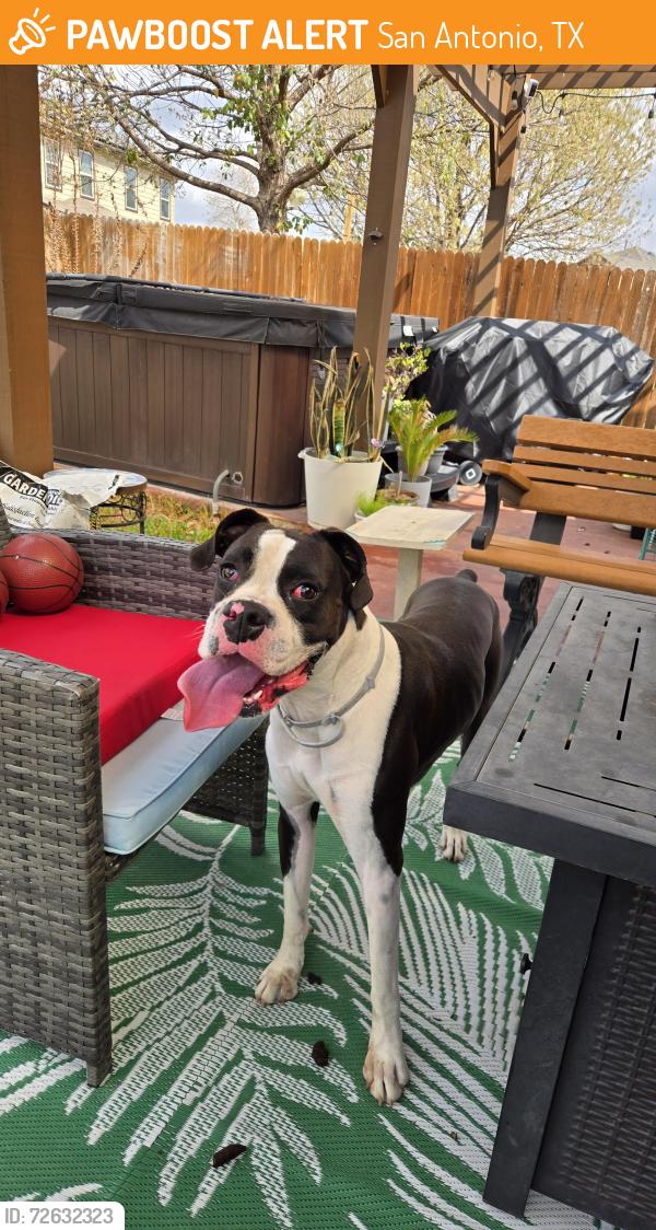 Found/Stray Male Dog last seen Canadian park and Meadow plns, San Antonio, TX 78254