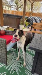 Found/Stray Male Dog last seen Canadian park and Meadow plns, San Antonio, TX 78254