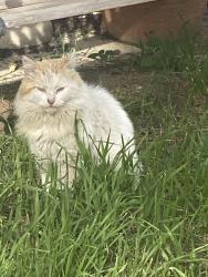 Lost Male Cat last seen Main St, Lake Elsinore, CA 92530