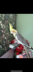 Lost Female Bird last seen Coolidge ave , Oakland, CA 94601