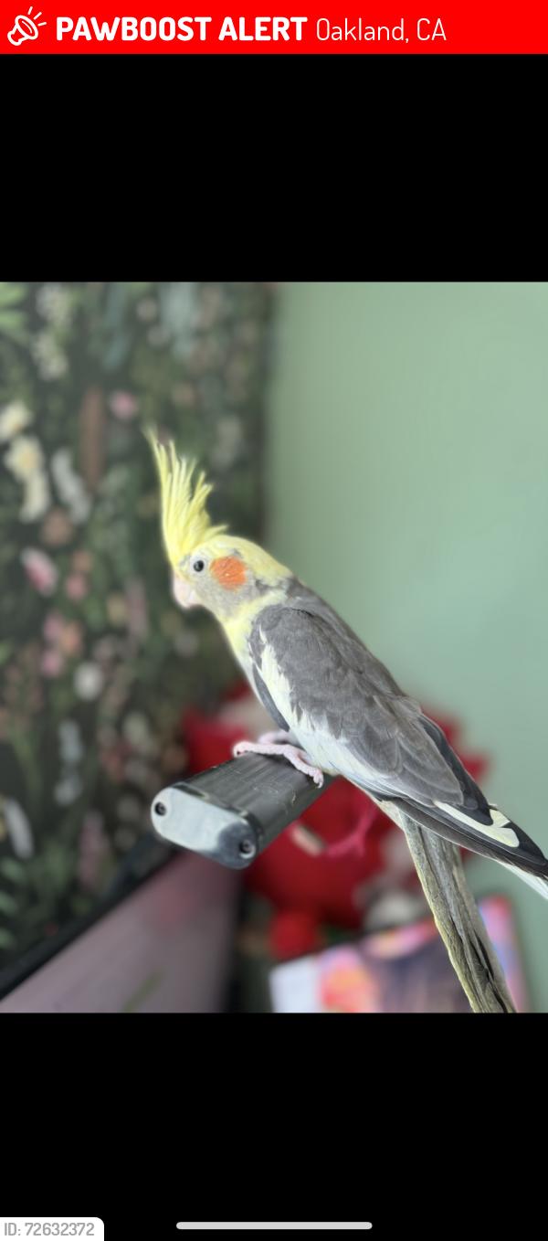 Lost Female Bird last seen Coolidge ave , Oakland, CA 94601