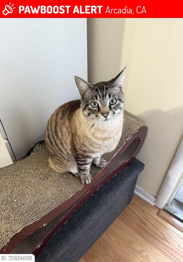 Lost Male Cat last seen Mckenzie Ave, Oakhurst Ave, Miramonte Ave, Portland Ave, Fremont Ave, Los Altos, CA 94024