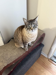 Lost Male Cat last seen Mckenzie Ave, Oakhurst Ave, Miramonte Ave, Portland Ave, Fremont Ave, Los Altos, CA 94024