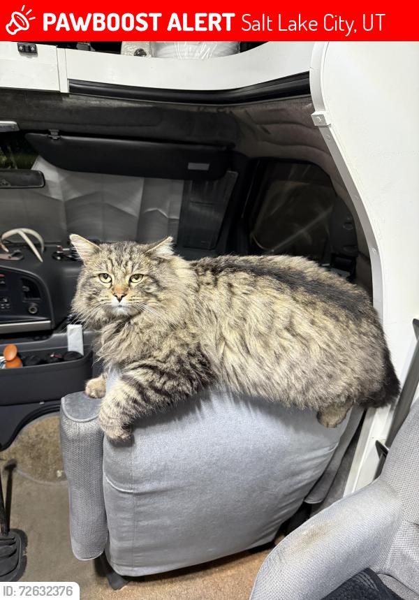 Lost Male Cat last seen Mavericks In Rio Grande, Downtown Salt Lake, Salt Lake City, UT 84101