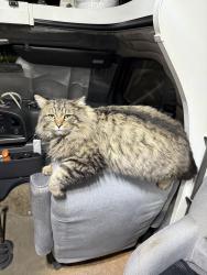 Lost Male Cat last seen Mavericks In Rio Grande, Downtown Salt Lake, Salt Lake City, UT 84101