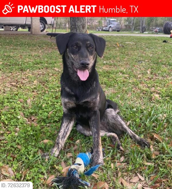 Lost Female Dog last seen Old humble rd , Humble, TX 77347