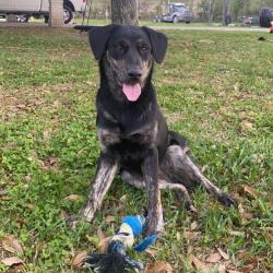 Lost Female Dog last seen Old humble rd , Humble, TX 77347