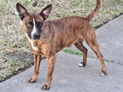 Found/Stray Male Dog last seen 18th street and 15th ave, Columbus, GA 31901