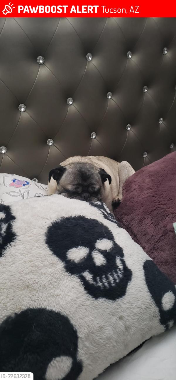 Lost Male Dog last seen Ina and Oldfather , Tucson, AZ 85741