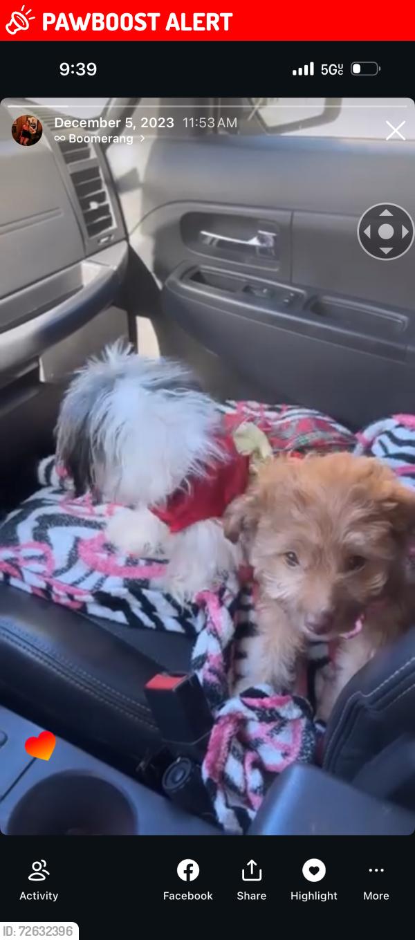 Lost Female Dog last seen Hendricks, East Los Angeles, CA 90022