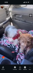 Lost Female Dog last seen Hendricks, East Los Angeles, CA 90022