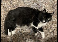 Lost Male Cat last seen Peralta Chase Way and Auburn Willow, Houston, TX 77089