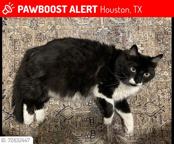 Lost Male Cat last seen Peralta Chase Way and Auburn Willow, Houston, TX 77089