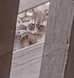 Found/Stray Unknown Cat last seen In The Peninsula in Hermitage. TN., Nashville, TN 37076