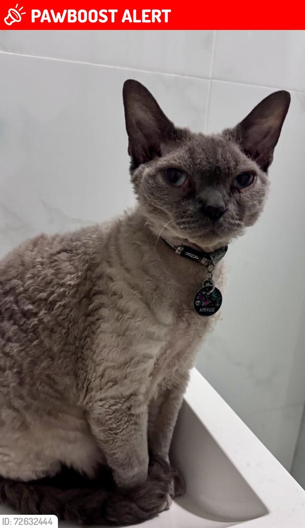 Lost Male Cat last seen Charles st off Windsor road Baulkham hills, Baulkham Hills, NSW 2153