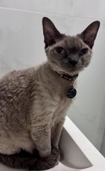 Lost Male Cat last seen Charles st off Windsor road Baulkham hills, Baulkham Hills, NSW 2153