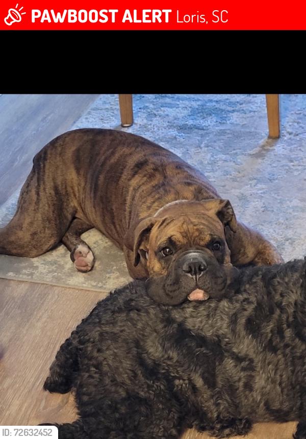 Lost Male Dog last seen Highway 45 loris sc , Loris, SC 29569