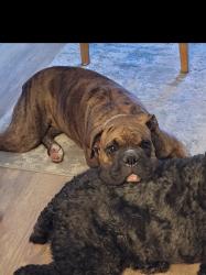 Lost Male Dog last seen Highway 45 loris sc , Loris, SC 29569