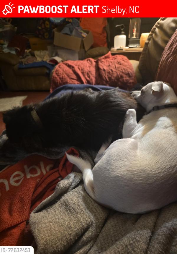 Lost Male Dog last seen County club area, Shelby, NC 28150