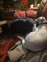 Lost Male Dog last seen County club area, Shelby, NC 28150