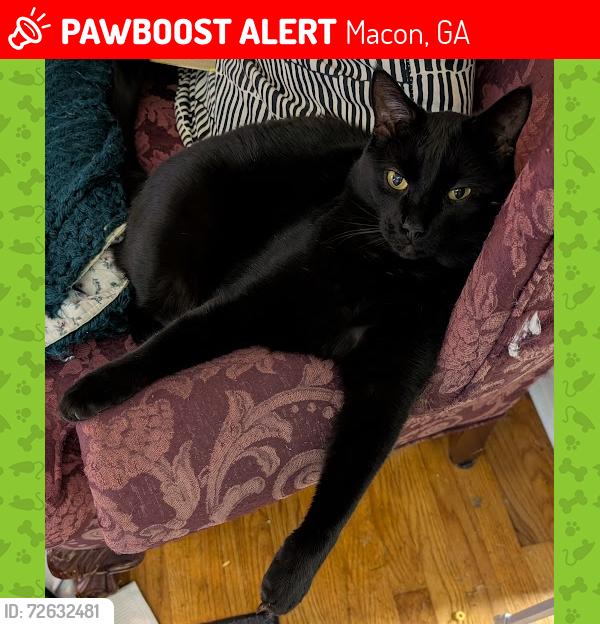 Lost Male Cat last seen Newport Rd and Matthews Pl, Macon, GA 31210