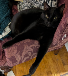 Lost Male Cat last seen Newport Rd and Matthews Pl, Macon, GA 31210