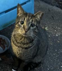 Lost Female Cat last seen Southgate Ave and Witchduck Rd, Virginia Beach, VA 23462