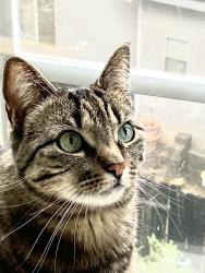 Lost Female Cat last seen Near Merriam Lane, El Dorado Hills, CA 95762