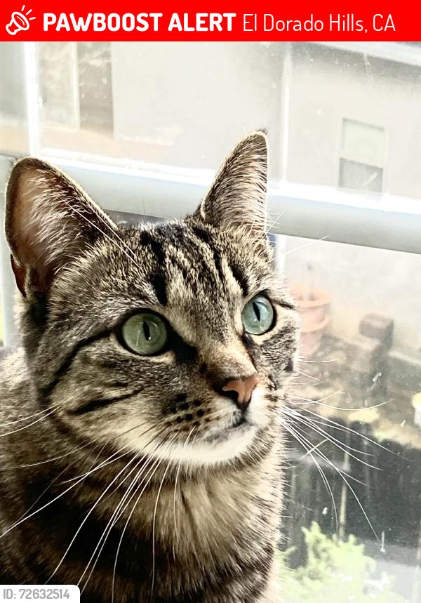 Lost Female Cat last seen Near Merriam Lane, El Dorado Hills, CA 95762