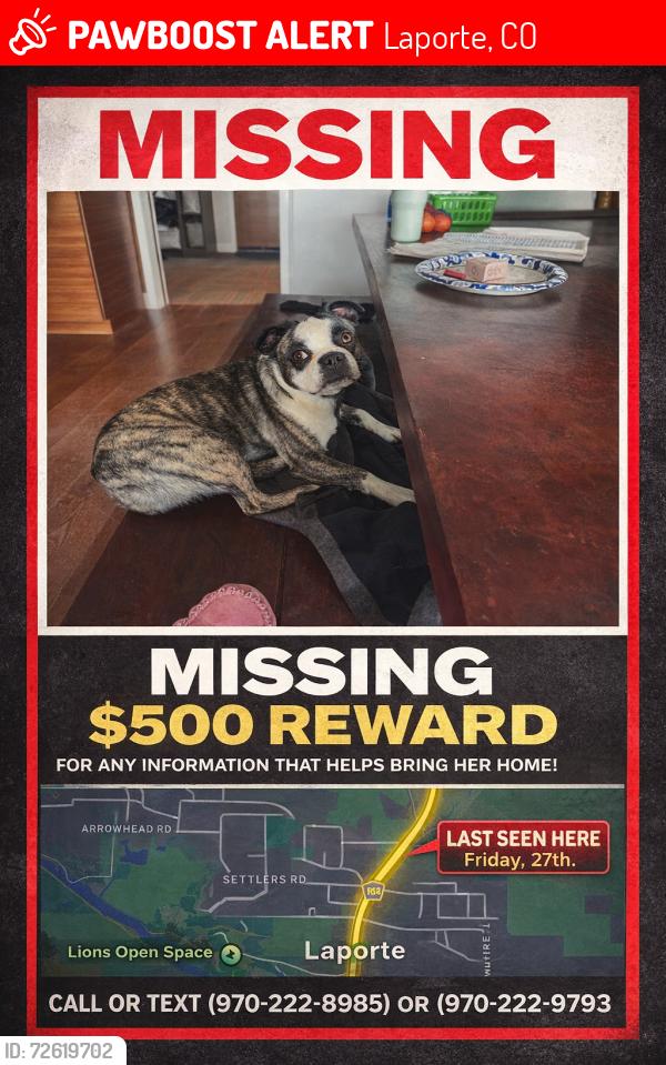 Lost Female Dog last seen North Overland and 287 in Laporte , Laporte, CO 80535
