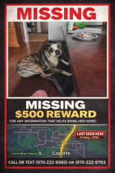 Lost Female Dog last seen North Overland and 287 in Laporte , Laporte, CO 80535