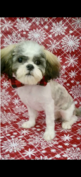 Lost Male Dog last seen Blythe Ave Gallatin Tn near Blessings Way, Gallatin, TN 37066