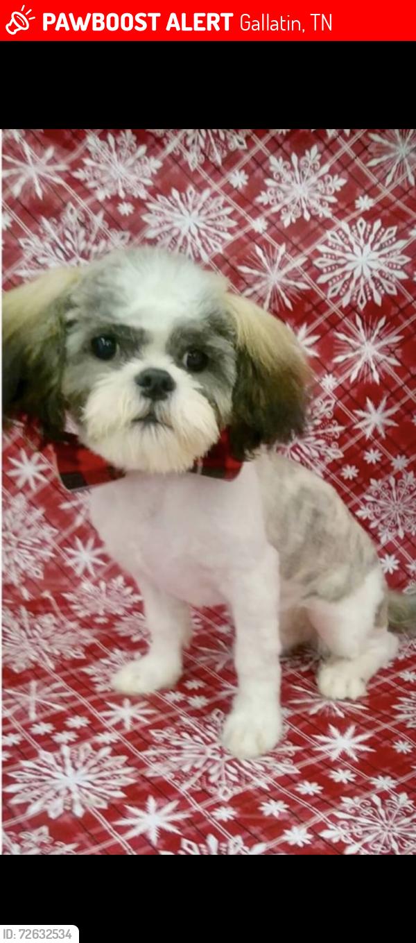 Lost Male Dog last seen Blythe Ave Gallatin Tn near Blessings Way, Gallatin, TN 37066