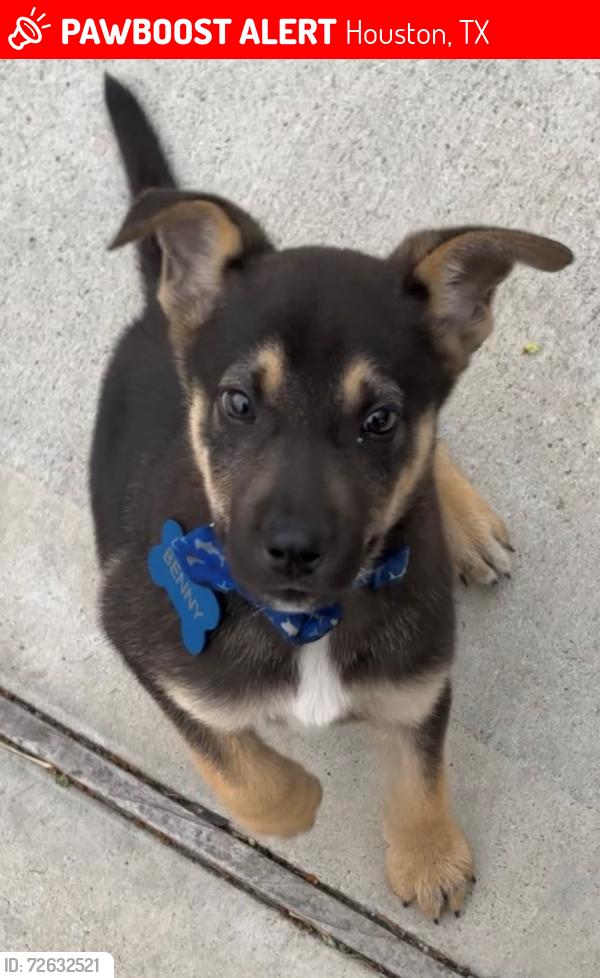 Lost Male Dog last seen Cavalcade St. & Irvington Blvd., Houston, TX 77009