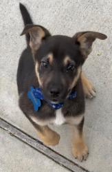 Lost Male Dog last seen Cavalcade St. & Irvington Blvd., Houston, TX 77009